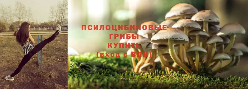 цена наркотик  кракен зеркало  Галлюциногенные грибы Magic Shrooms  Берёзовский 